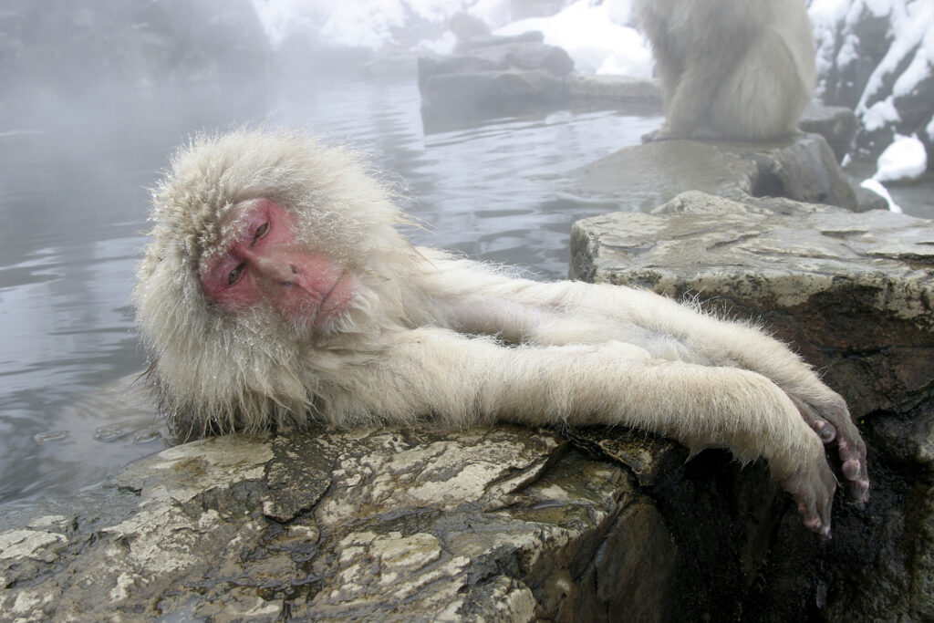 猿が気持ちよさそうに温泉に入っている。周りは雪景色